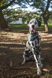 Dog looking away