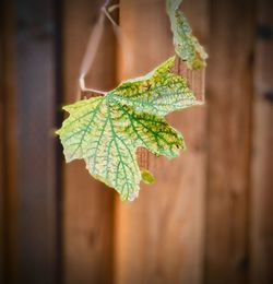 Close-up of green leaves on wood