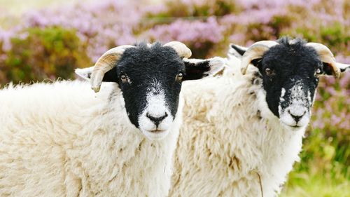 Close-up portrait of sheep