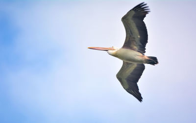 Low angle view of seagull flying