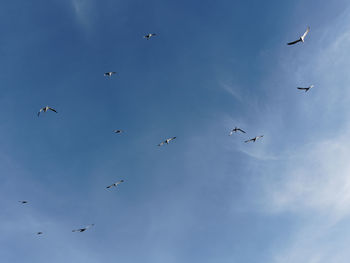 Low angle view of birds flying in sky