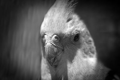 Close-up portrait of an animal