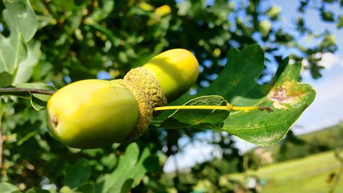 Close-up of acorn growing on tree