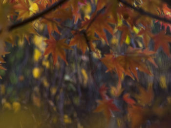 Full frame shot of trees during autumn