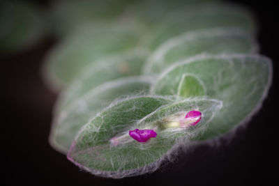 Close-up of purple flowering plant