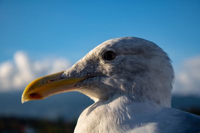 Close-up of seagull against blue sky