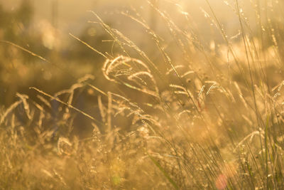 Close-up of wheat growing on field