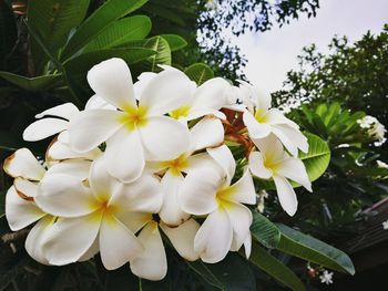 Close-up of white flowers blooming outdoors