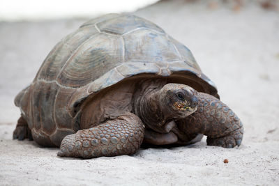 Close-up of tortoise on beach