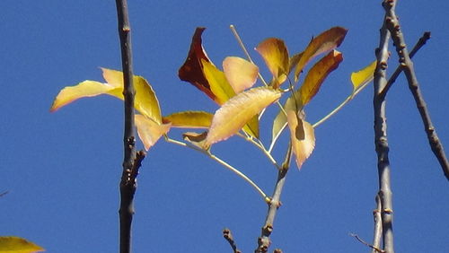 Low angle view of plants against clear blue sky