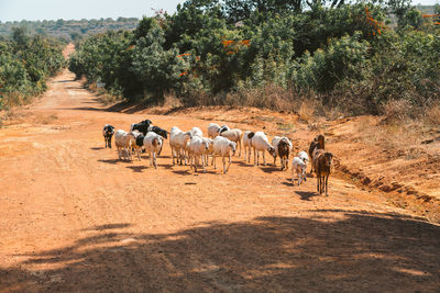 Flock of sheep on dirt road