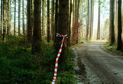 Rear view of man walking in forest