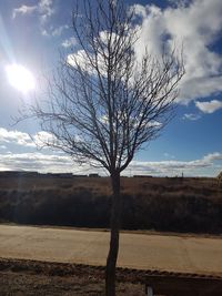 Bare tree on landscape against sky