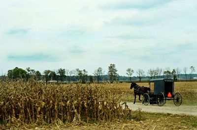 Horse cart on field against sky