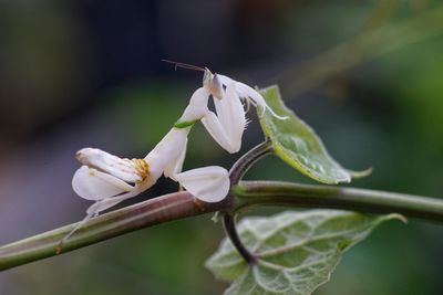 Close-up of white flowering plant