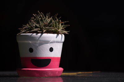 Close-up of potted plant on table