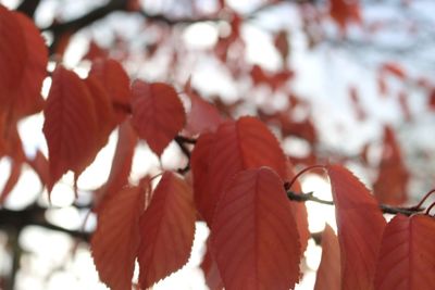 Close-up of red leaves on plant