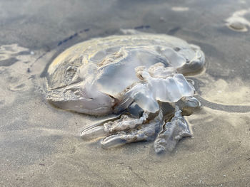 High angle view of fishes on beach