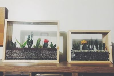 Potted plants at home