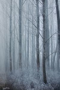 Trees in forest