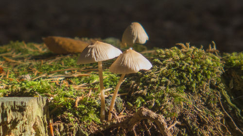 Close-up of mushrooms