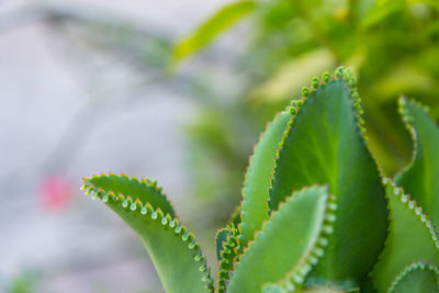 Close-up of succulent plant