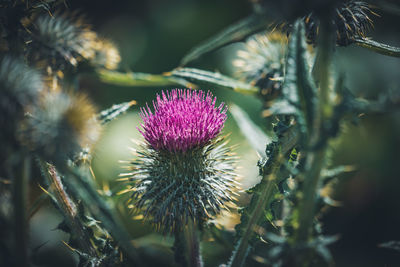 Close-up of thistle flower