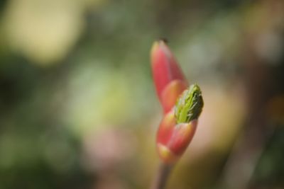 Close-up of flower bud growing outdoors