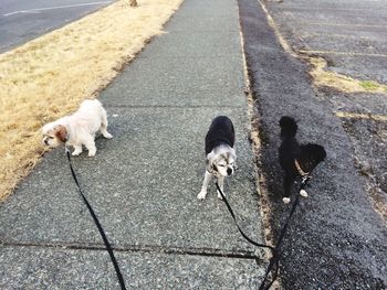 High angle view of dog on road