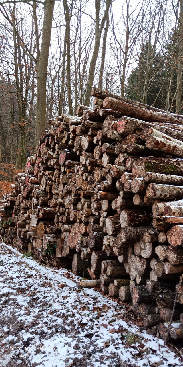 stack, log, tree, timber, abundance, deforestation, woodpile, day, large group of objects, nature, lumber industry, no people, forest, outdoors, tree trunk, winter, forestry industry, sky