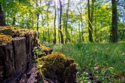 Trees growing in forest