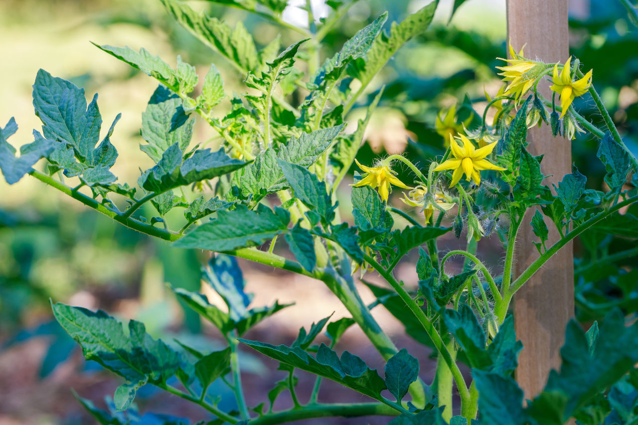 plant, green, leaf, plant part, nature, growth, flower, food, food and drink, beauty in nature, no people, tree, outdoors, freshness, branch, produce, day, close-up, focus on foreground, agriculture, shrub, healthy eating, environment, wildflower, flowering plant, land, garden, landscape, herb, fruit