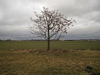 Bare trees on field against cloudy sky