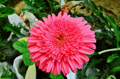 High angle view of bee on pink flower blooming outdoors