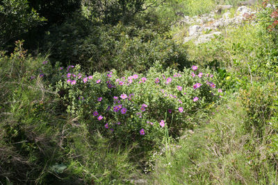 View of plants