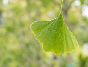 Close-up of fresh green leaves