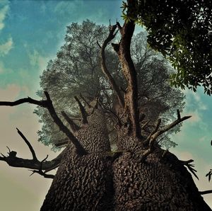 Low angle view of trees against sky