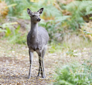 Young female sika deer standing close 