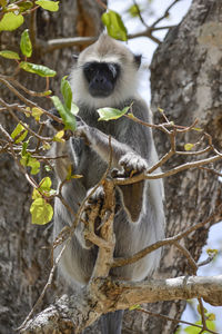 Monkey on tree