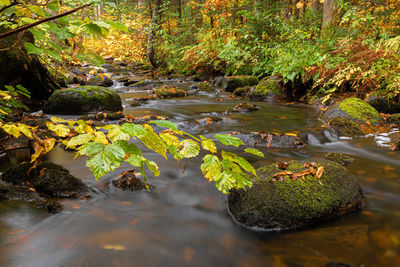 Stream flowing through rocks in forest