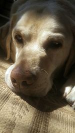 Close-up of dog at home