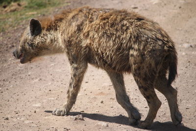 animal