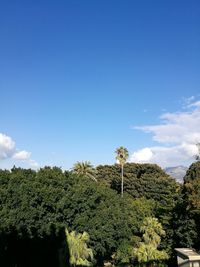 Low angle view of plants against clear blue sky