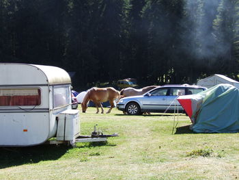 Horses by motor home at forest