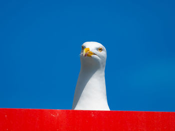 Seagull portrait 