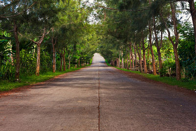 Road amidst trees in forest