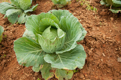 High angle view of green leaf on field