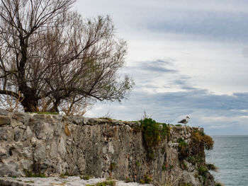 Bare tree by rocks by sea against sky