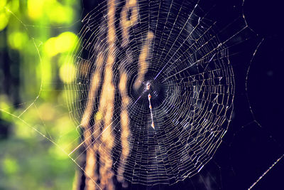 Close-up of spider web