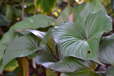 Close-up of leaves